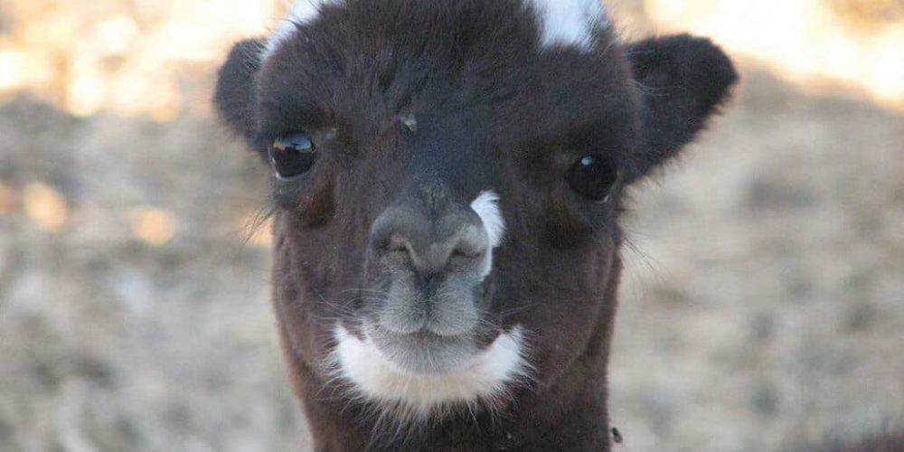 Israel - Desert Alpaca Farm3