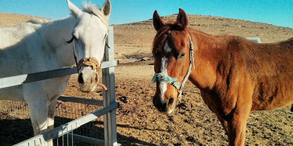 Israel - Desert Alpaca Farm4