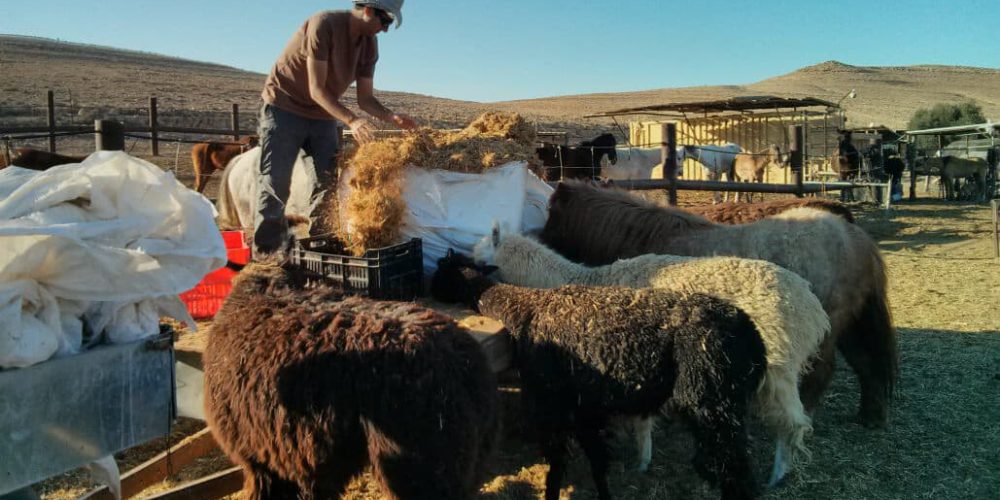 Israel - Desert Alpaca Farm5