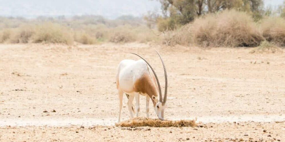 Israel - Desert Wildlife Program28