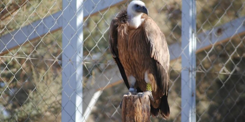 Israel - Desert Wildlife Program30