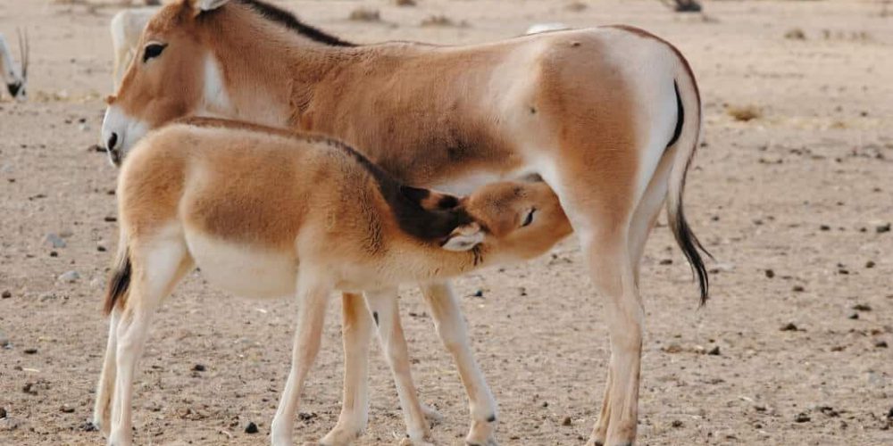 Israel - Desert Wildlife Program43