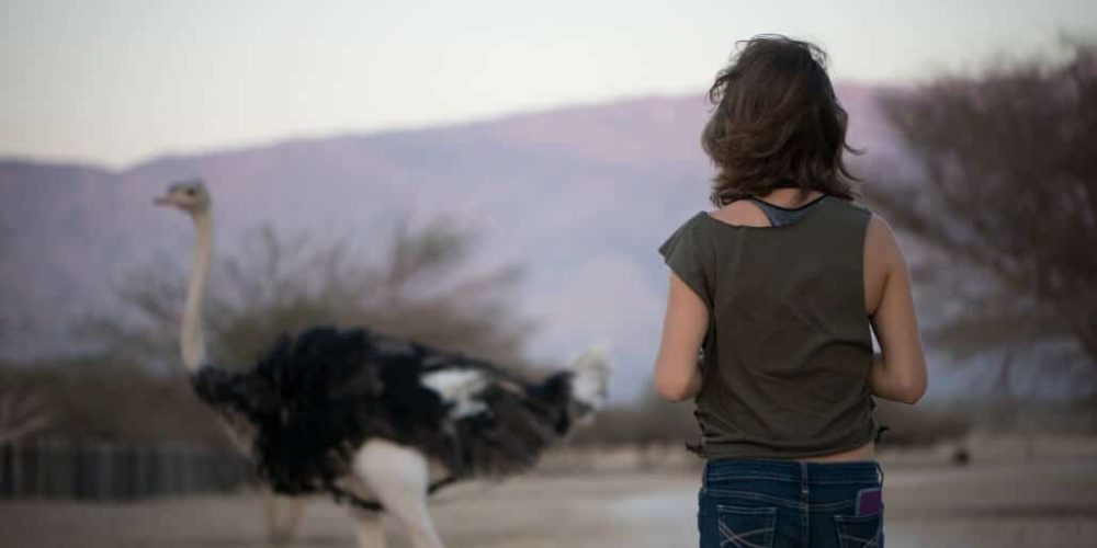 Israel - Desert Wildlife Program7