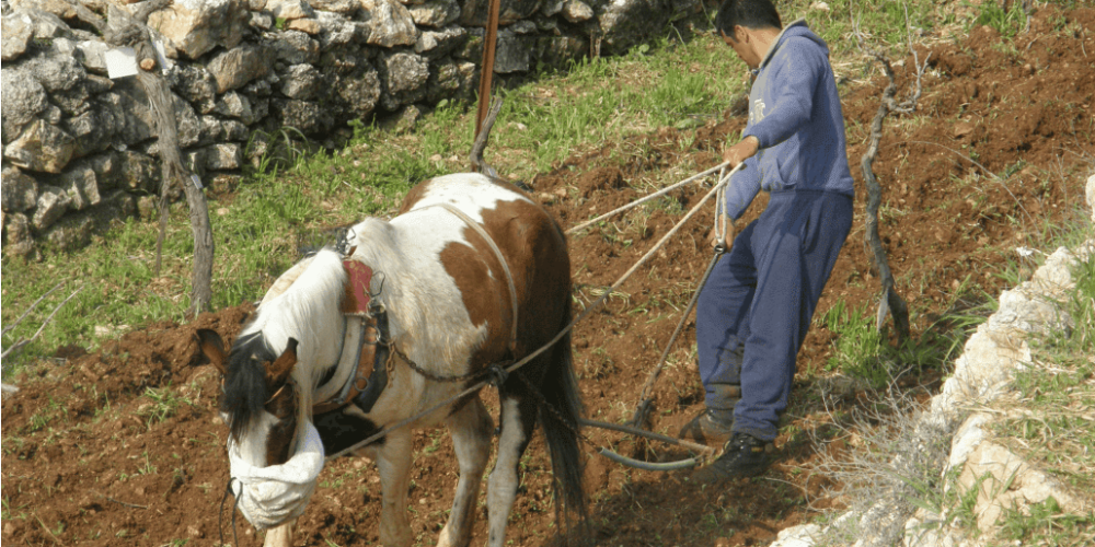 Israel - Sataf Ancient Agriculture14