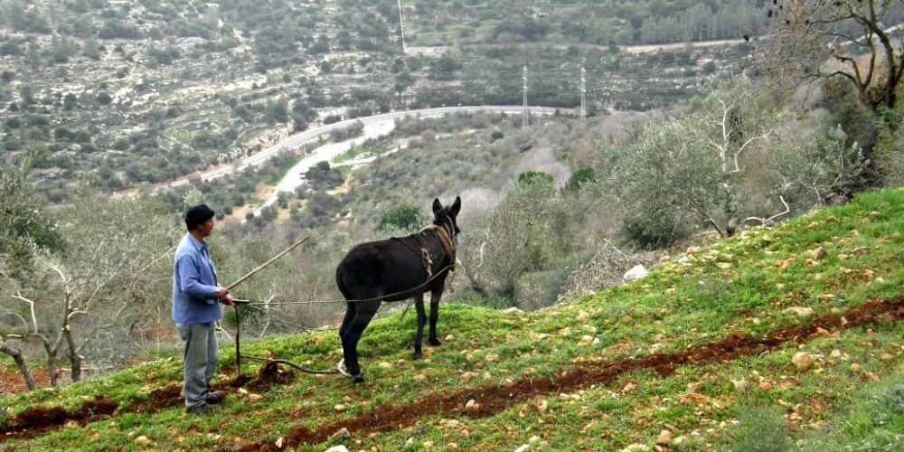 Israel - Sataf Ancient Agriculture6