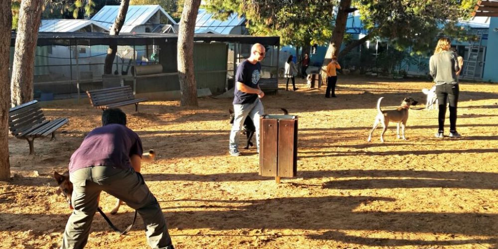 Israel - Tel Aviv Animal Shelter18