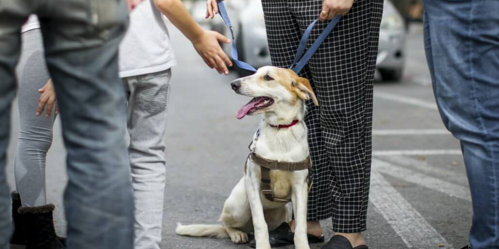 Israel - Tel Aviv Animal Shelter24