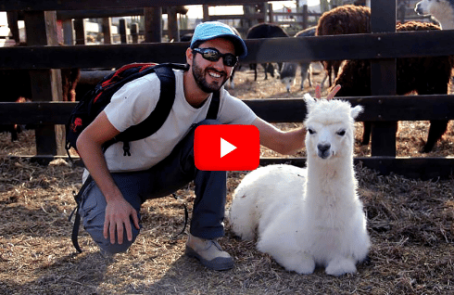 Israel-alpaca-farm-main1---2