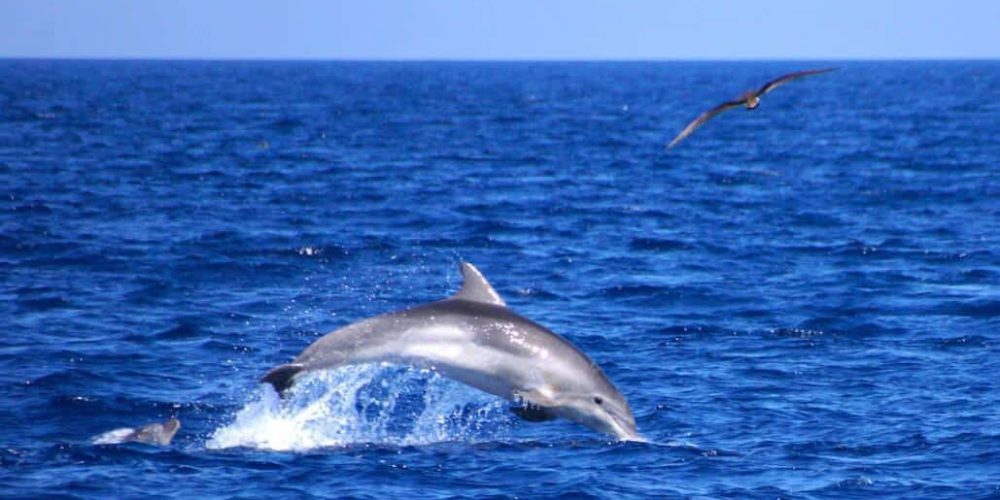 Italy - Dolphin and Marine Life Conservation in Sardinia20