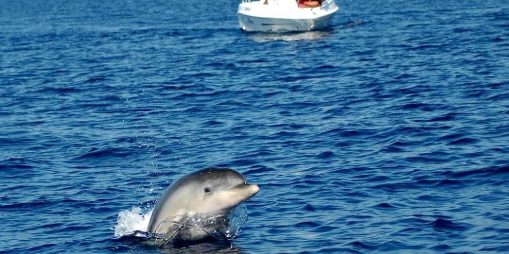 Italy - Dolphin and Marine Life Conservation in Sardinia4