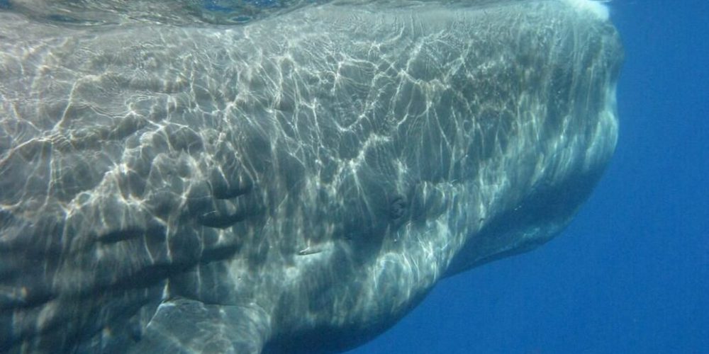 Italy - Liveaboard Dolphin Research Expedition19