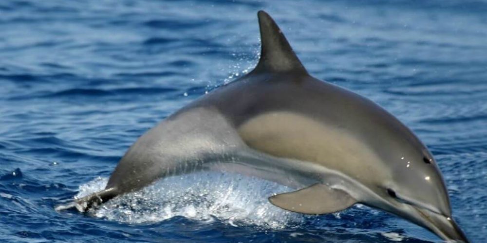 Italy - Liveaboard Dolphin Research Expedition2