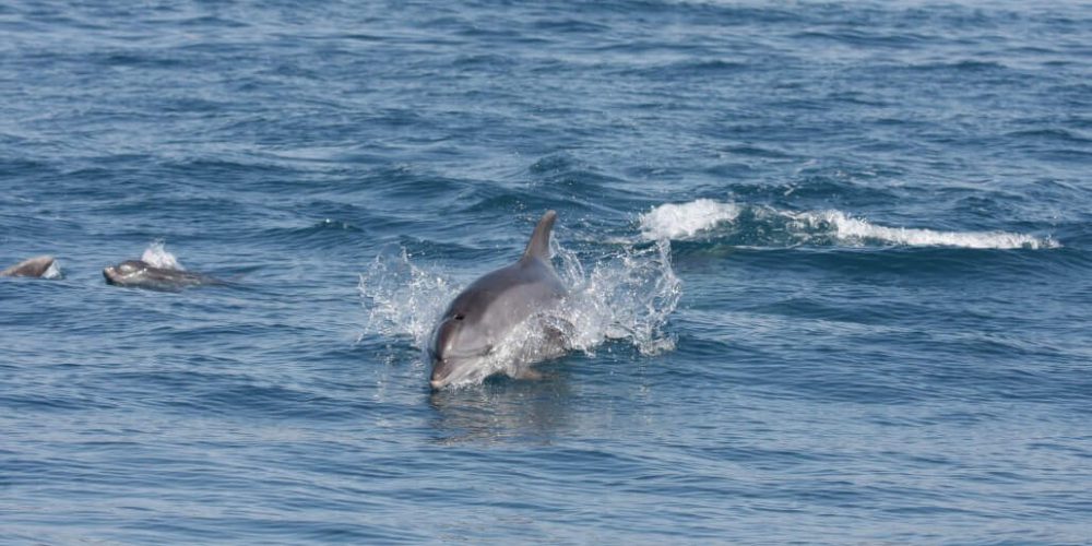 Italy - Liveaboard Dolphin Research Expedition5