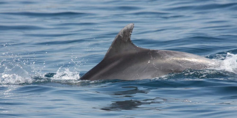 Italy - Liveaboard Dolphin Research Expedition7