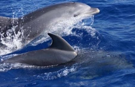 Italy-bottlenose-dolphin-and-marine-research-main1