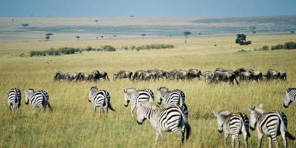 Kenya - Maasai Mara Lion and Wildlife Conservation7