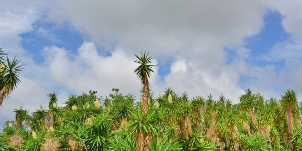 Kenya - Sustainable Village Agriculture3