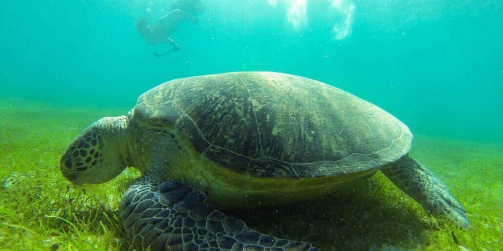 Madagascar - Diving and Marine Research5