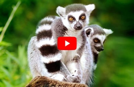 Madagascar---Lemur-Conservation---main---Video