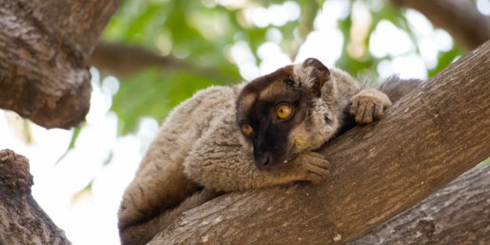 Madagascar - Lemur Conservation10