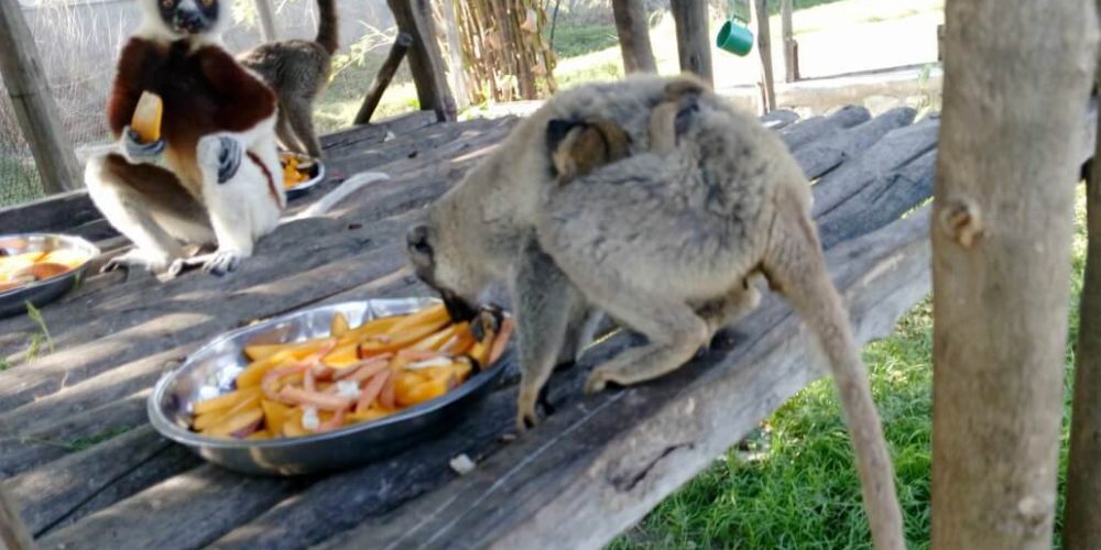 Madagascar - Lemur Conservation20