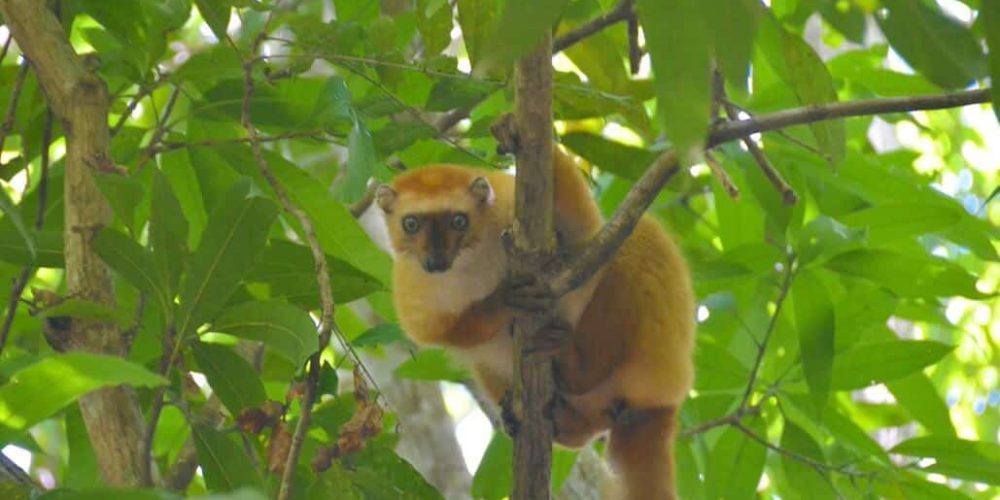 Madagascar - Wildlife Research and Conservation3