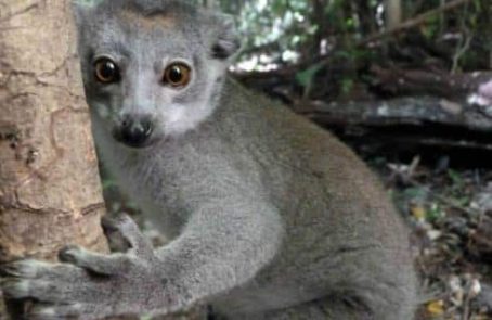 Madagascar-wildlife-research-and-conservation-main1