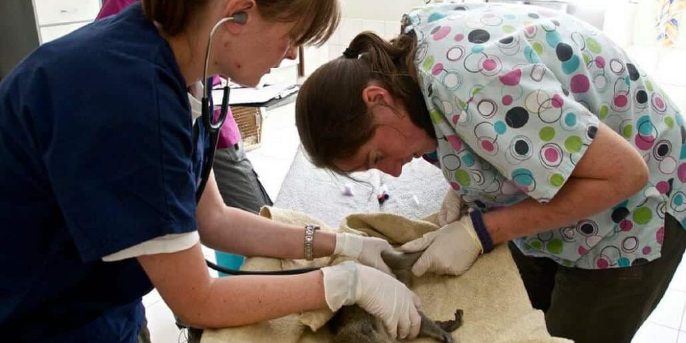 Malawi - Wildlife Rescue Center Veterinary Internship10