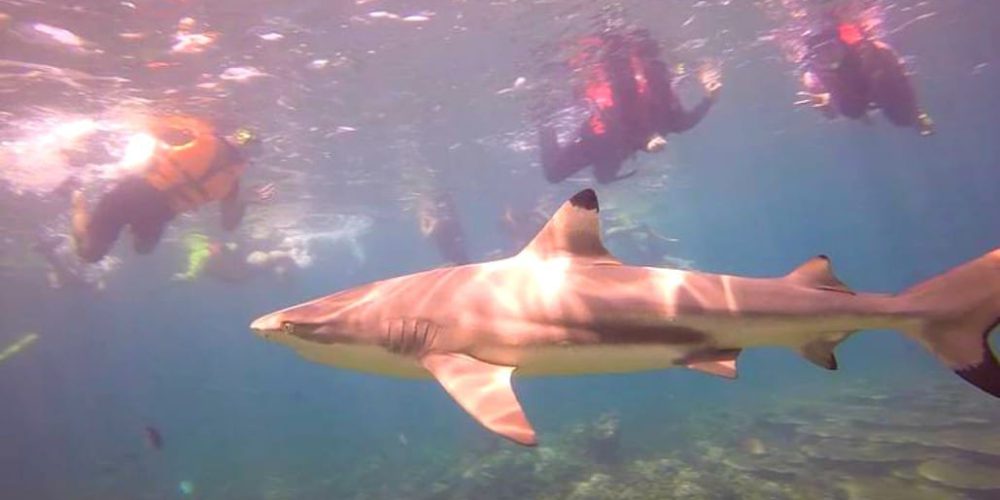 Malaysia - Coral Reef Conservation and Diving4