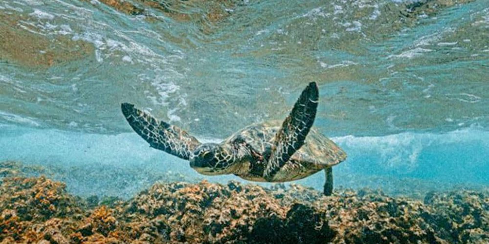 Mexico - Sea Turtle Conservation and Surfing 101-11