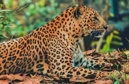 Mexico-jaguar-jungle-conservation-main1