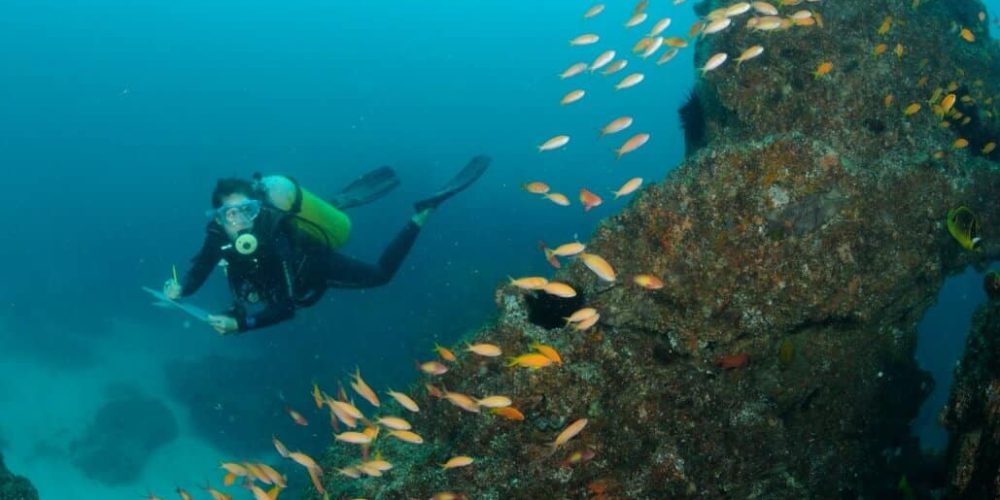 Mozambique - Whale Shark and Marine Conservation15