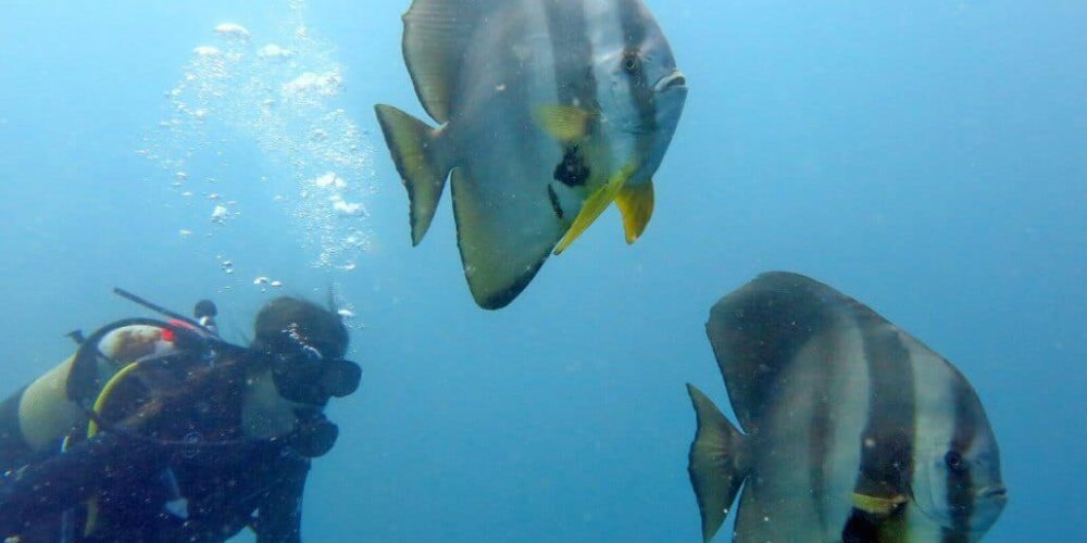 Mozambique - Whale Shark and Marine Conservation3