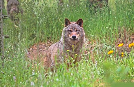 Portugal---Wolf-Conservation-and-Lisbon-Experience---main---1