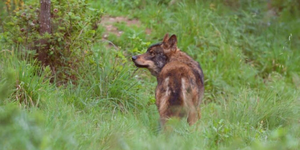 Portugal - Wolf Conservation and Lisbon Experience16