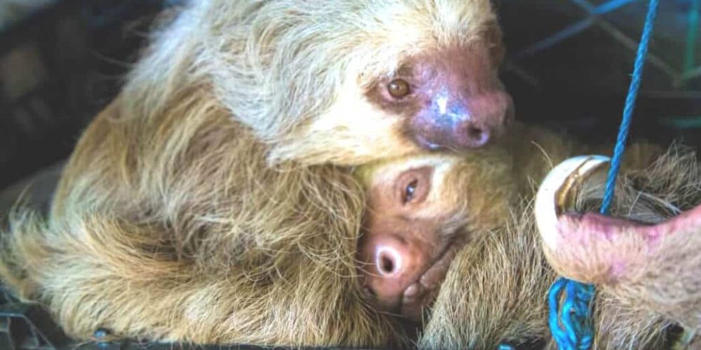 Costa Rica - Sloth and Wildlife Rescue Center22