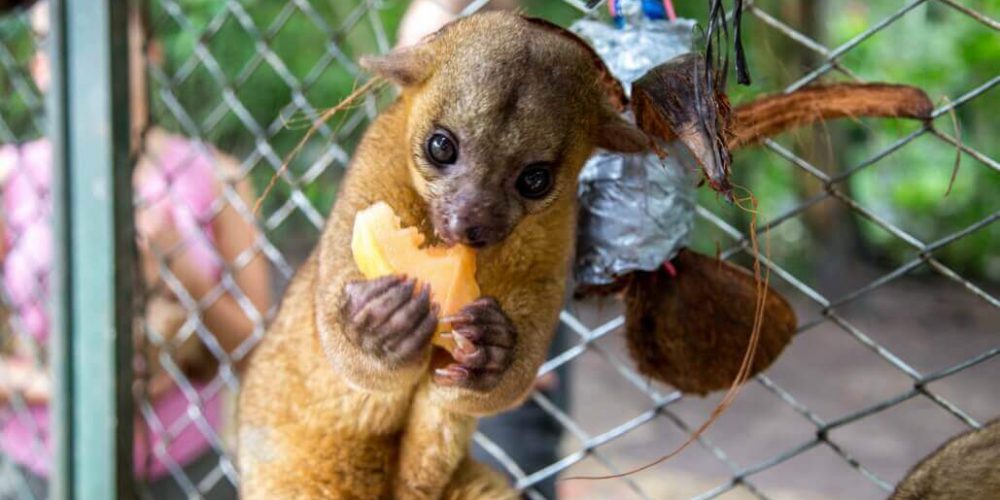 Costa Rica - Sloth and Wildlife Rescue Center24