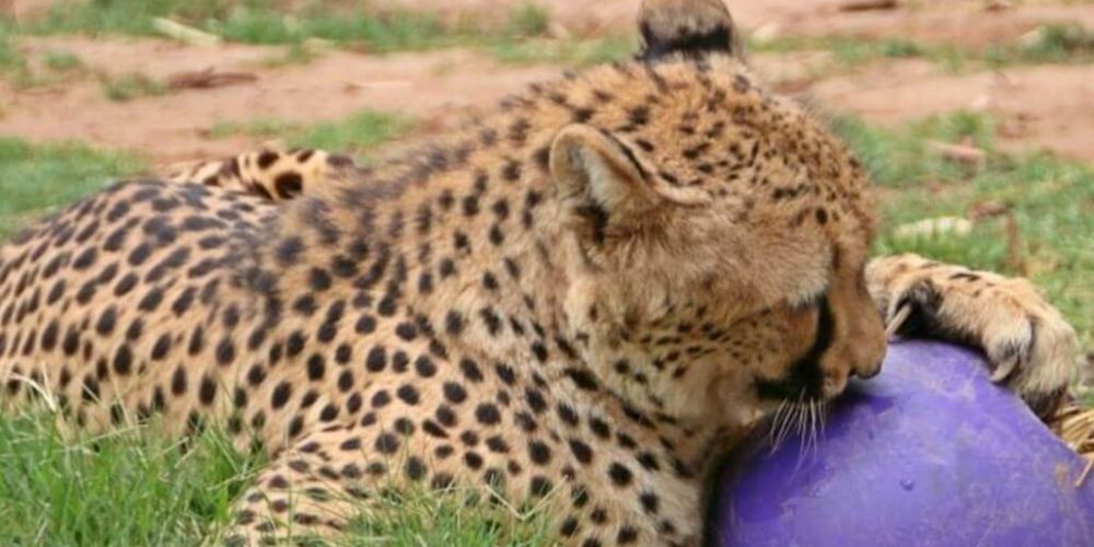 South Africa - African Wildlife Ranch Internship21