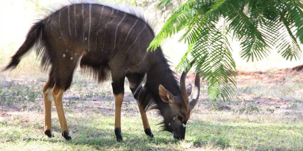 South Africa - Big 5 and Endangered Species Reserve12