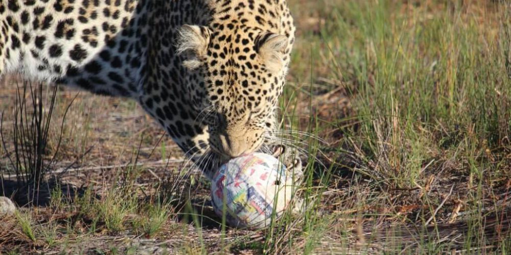 South Africa - Big Cat Refuge22