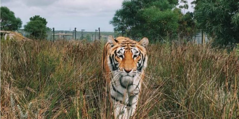 South Africa - Big Cat Refuge37