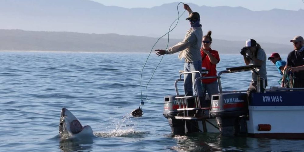 South Africa - Great White Shark Conservation7