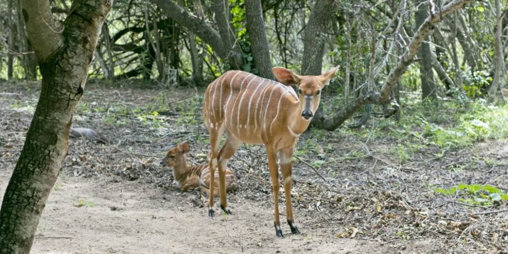 South Africa - Kruger Park & Safari Tour8