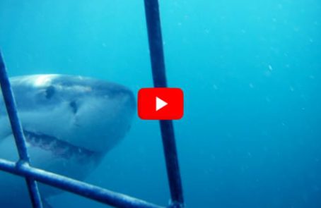 South-Africa---Marine-Big-5-Conservation---main---Video