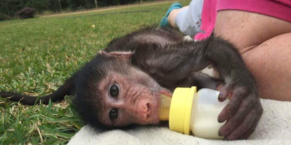 South Africa - Monkey and Wildlife Rehabilitation Center2