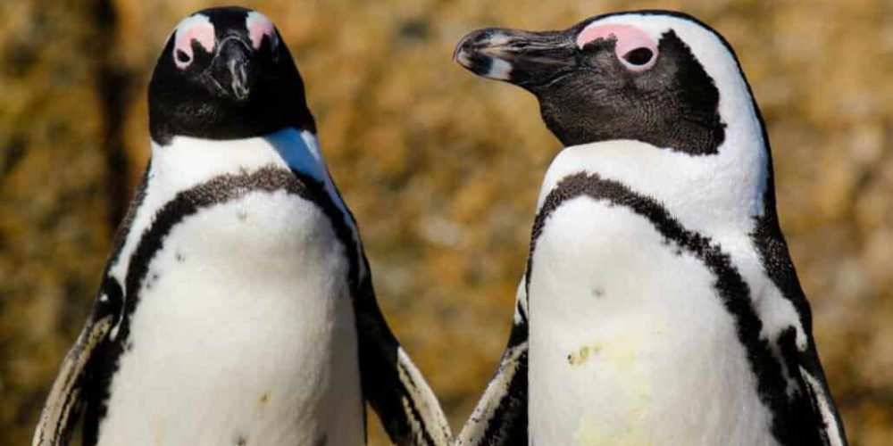 South Africa - Penguin and Marine Bird Sanctuary18