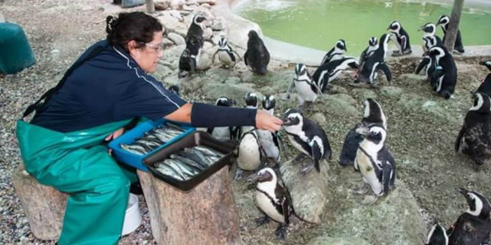 South Africa - Penguin and Marine Bird Sanctuary20