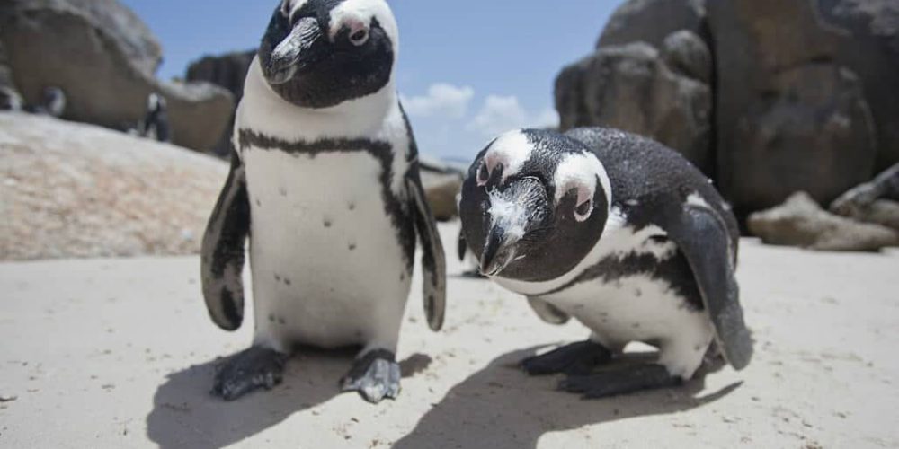 South Africa - Penguin and Marine Bird Sanctuary48