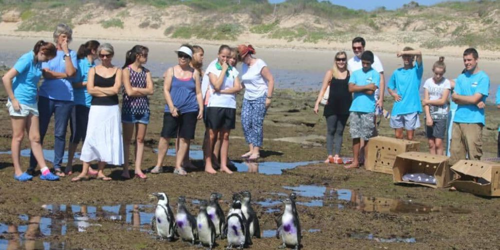 South Africa - Penguin and Marine Bird Sanctuary54