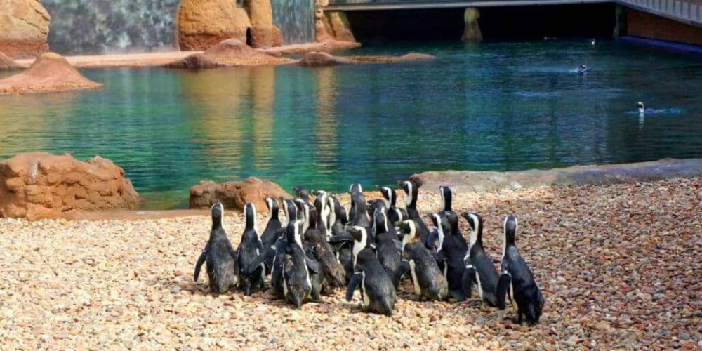 South Africa - Penguin and Marine Bird Sanctuary8